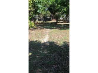 Mature trees and natural ground on residential land plot in Coronado Panama