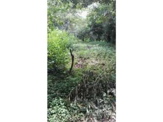 Overgrown wooded area with dense vegetation and trees in Palmira Abajo Boquete Panama