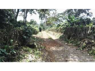 Country road lined with trees adjacent to 1-hectare lot in Boquete Chiriquí