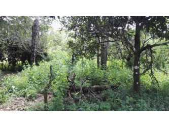 Dense woods and natural vegetation ideal for eco house or farm Palmira Boquete Panama