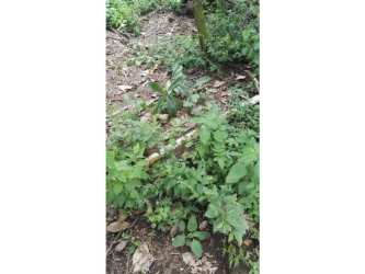 Untouched wooded land with dense vegetation in Palmira Abajo Boquete Panama
