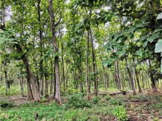 Land for Sale in Chame - 0 bedrooms