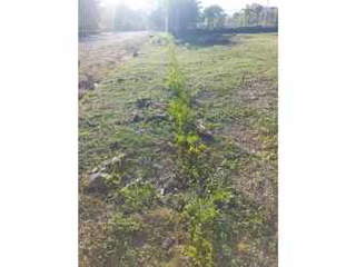 Land for Sale in Punta Barco - 0 bedrooms