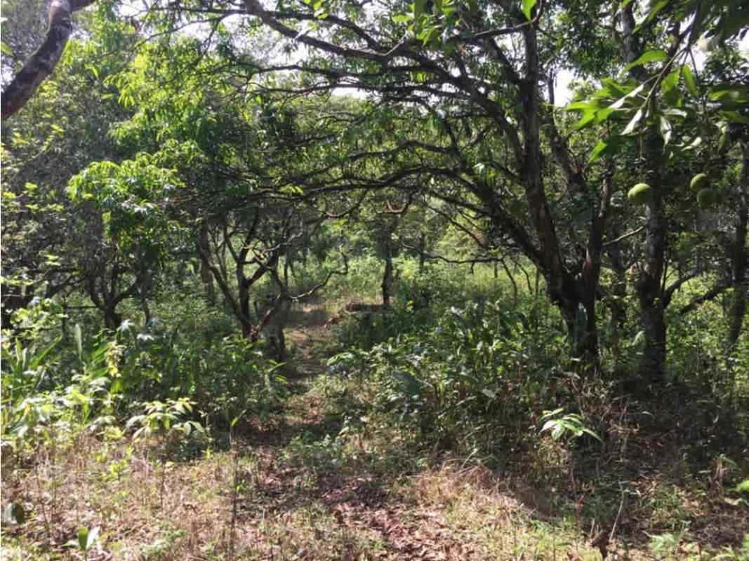 Forested development land in Chilibre ideal for industrial projects with natural vegetation