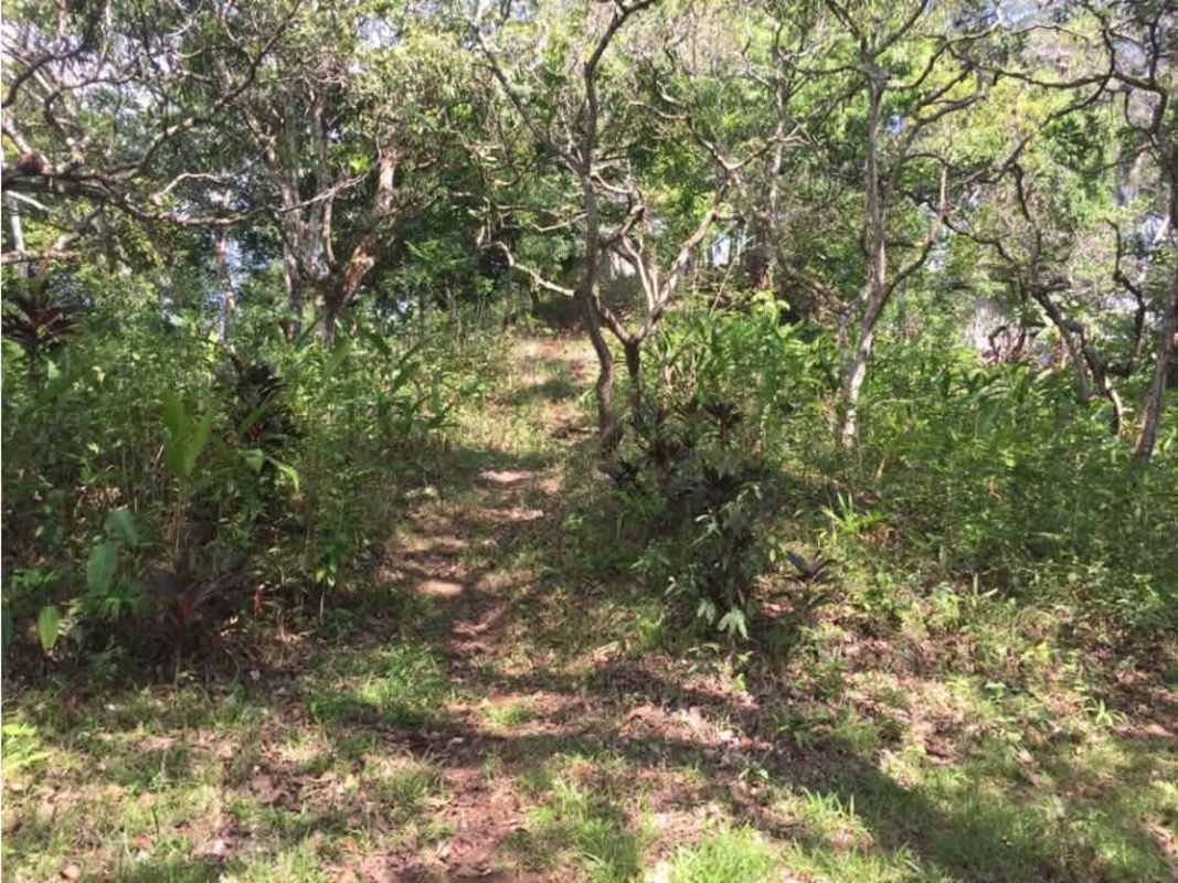 Path through wooded tropical forest on development land Chilibre Panama