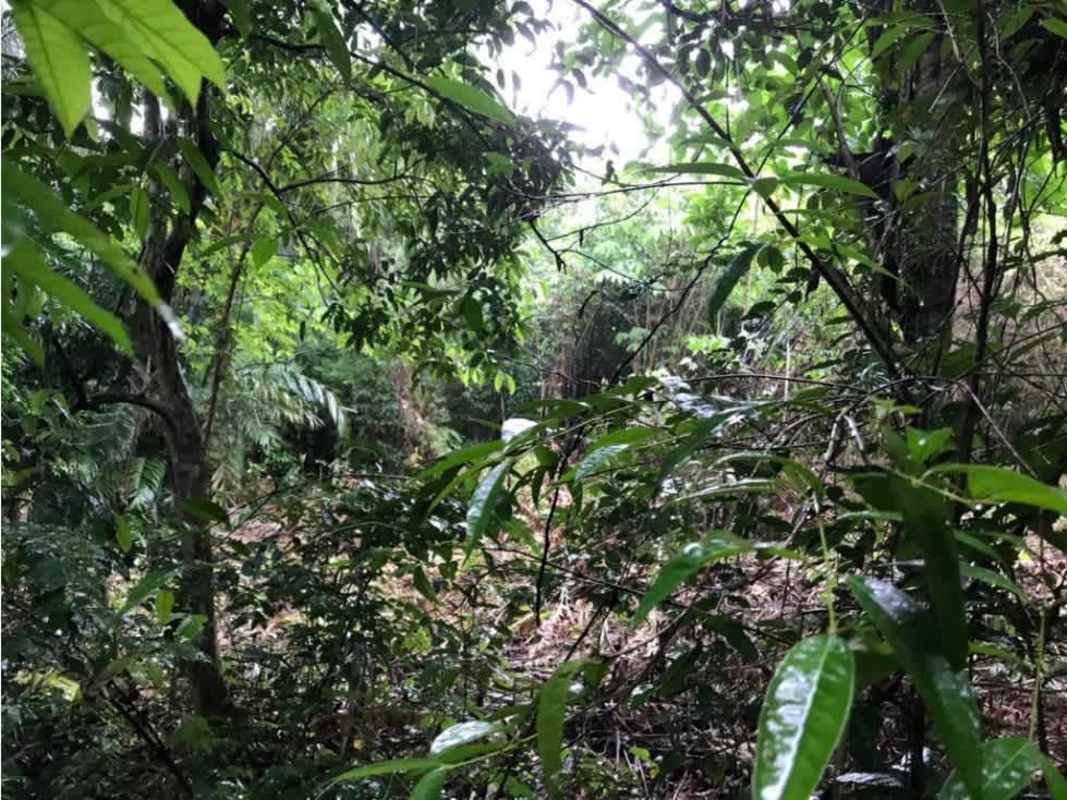 Natural dense jungle on investment land for industrial or residential use in Chilibre Panama
