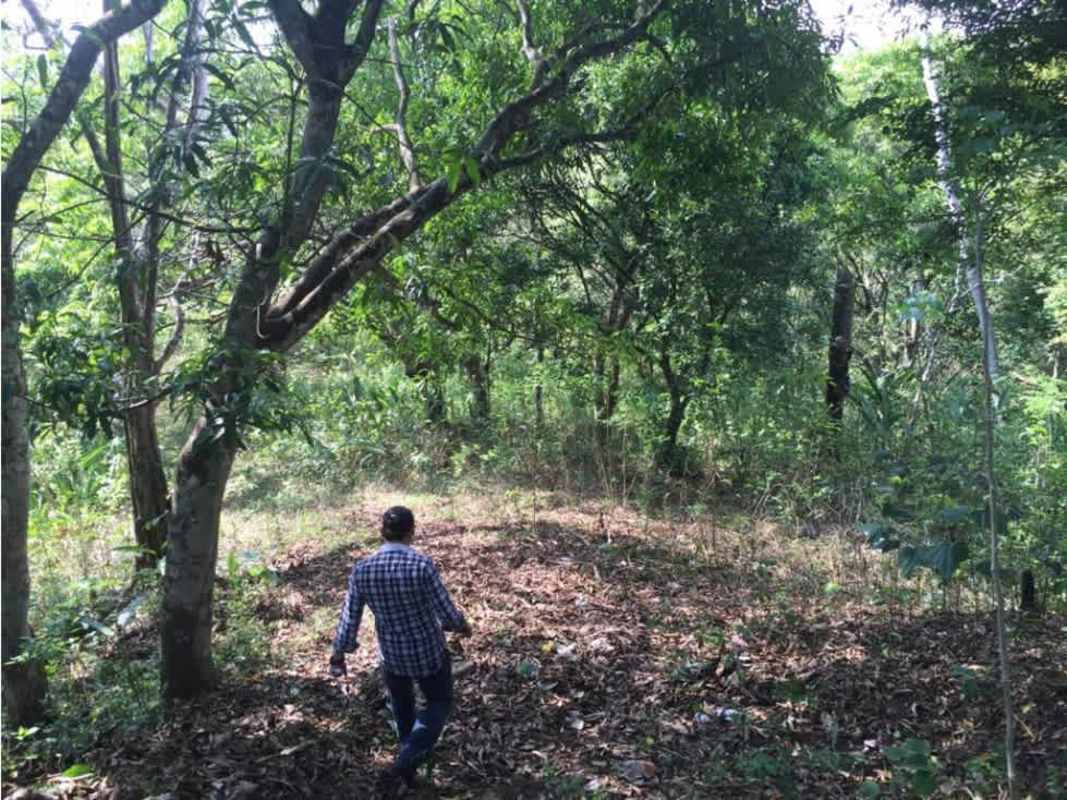 Mature forest with tall trees on industrial development lot for sale Chilibre Panama