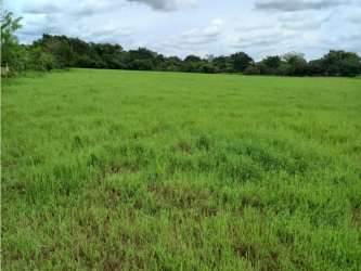 Large flat open grassy land area bordered by dense natural trees ideal for commercial development La Mesa Panama