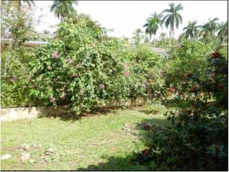 Flowering bushes and palm trees in residential garden Howard Panama Pacifico