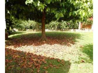 Shaded private garden with mature tree landscaping in Panama Pacifico house