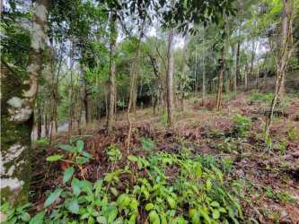 Dense forest and wooded land for sale at Altos de Centinela Cerro Azul Panama