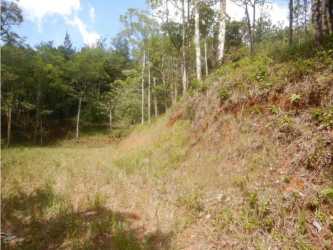 Rustic gravel drive amid dense green trees in Altos de Cerro Azul Panama