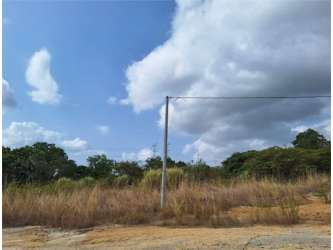 Undeveloped building lot with grass and trees along paved road in Coronado