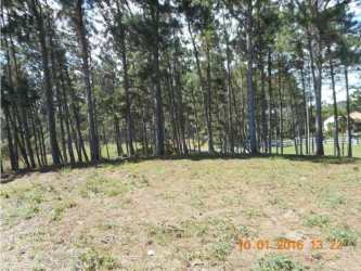 Flat grassy lot among pine trees mountain community Panama