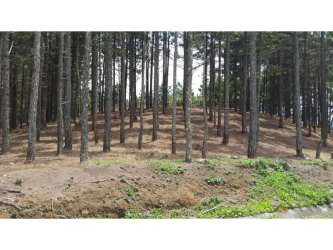 Natural pine forest property for sale mountain Panama