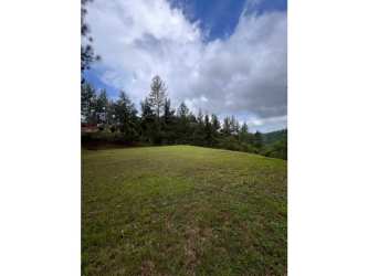Open nature-filled lot bordered by tall trees perfect for eco-friendly home Cerro Azul