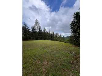 Open grassy plot lined by pine trees perfect for mountain cabin in Cerro Azul Panama