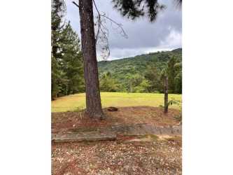 Mountain lot with pine trees and mountain backdrop ideal for cabin construction in Cerro Azul