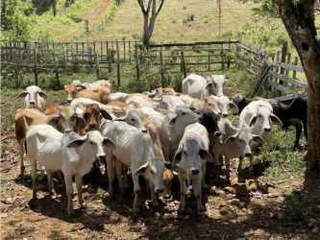 Land / Cattle Ranch for Sale in Chiguirí Arriba - 1 bedroom