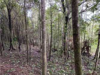 Dense lush forested hillside lot in Cerro Azul gated residential Panama