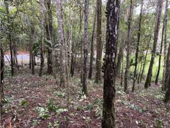 Vacant wooded mountain lot with trees and access road Cerro Azul Panama