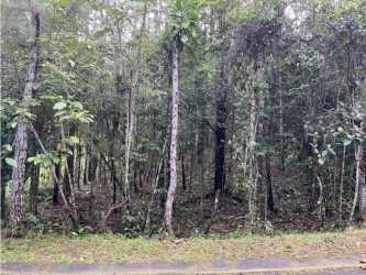Wooded forested lot with trees and mountain backdrop Cerro Azul Panama