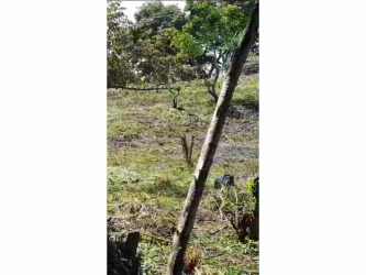 Natural beachside plot with trees and slope in Playa Corona San Carlos Panama