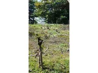 Land for Sale in Las Uvas - 0 bedrooms