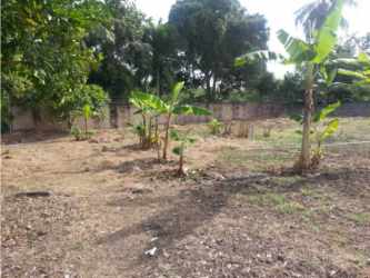 Lush tropical plants, banana trees on vacant beachfront development land Farallón Panama