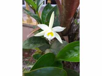 Large outdoor swimming pool with shaded pergolas and forest views Cerro Azul Panama