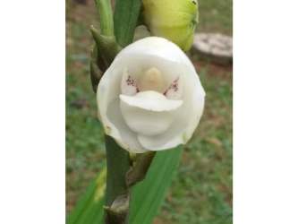 Traditional dining room with wooden furniture, decor and collectibles in mountain retreat Cerro Azul