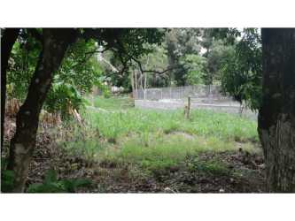 Wooded and grassy lot with mix of trees flat land near Pacific beach Panama