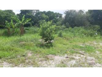 Flat grass lot with banana plants and small trees near Playa Corona beach investment property