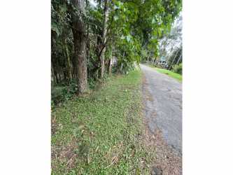 Asphalt road with lush pine forest at Cerro Azul Gated Community entrance Panama