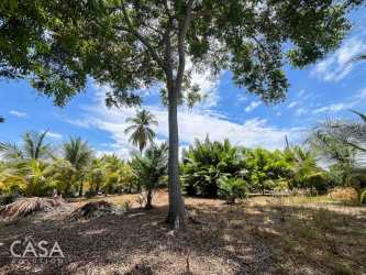 Tropical palm trees and greenery on oceanfront lot in Coco Beach Puerto Armuelles Panama