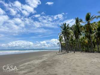 Dense palm and tropical trees on flat beachfront lot Coco Beach Puerto Armuelles Panama