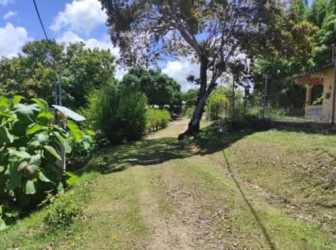 Mix of grassy open area and dense trees on a large countryside plot for sale in Coclé