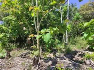 Land for Sale in El Chirú - 0 bedrooms