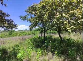 Countryside land with mature vegetation ready for investment near Playa Blanca Panama