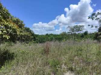 Wide plot of vacant countryside land with dense foliage, perfect for development in Panama