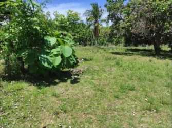 Large plot featuring palm trees, bushes and grassy landscape in Río Hato Coclé