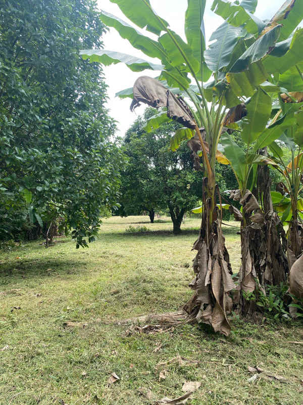 Banana trees and lush natural greenery on land for sale San Martin Pacora