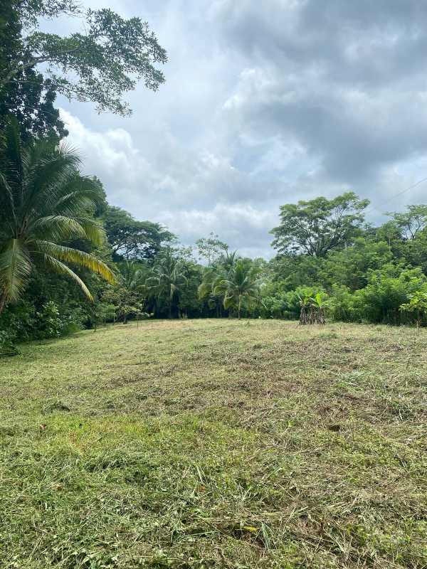 Cleared flat plot with tropical palm trees and lush surroundings Panama East