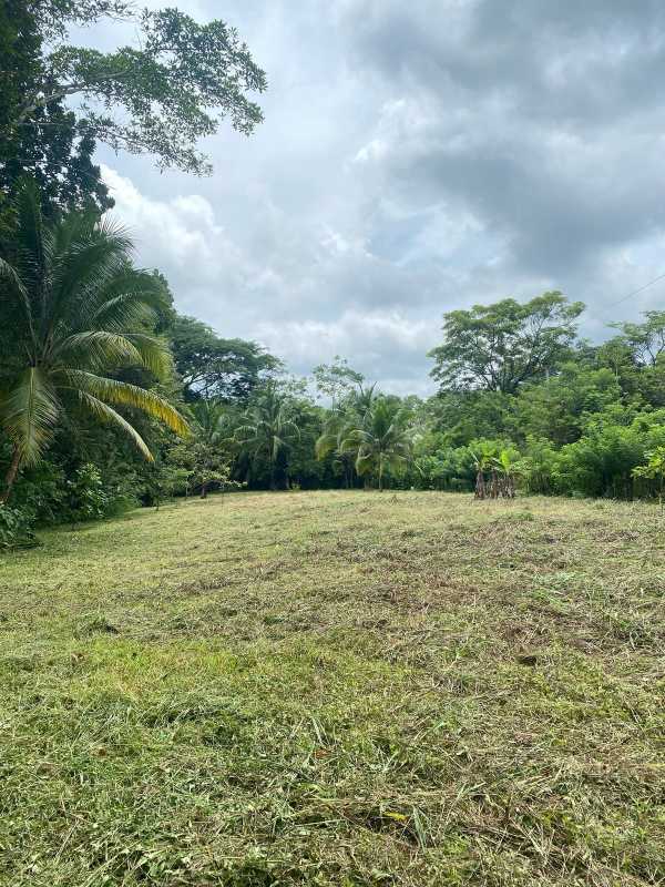 Cleared tropical lot with mature trees and jungle views San Martin Panama