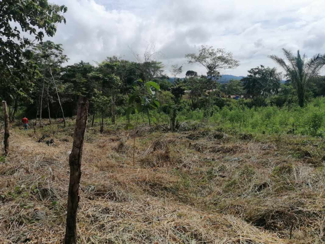 Commercial plot along new Cabima highway with utility poles and clear land Las Cumbres Panama