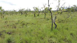 Land / Farm for Sale in Dolega - 0 bedrooms