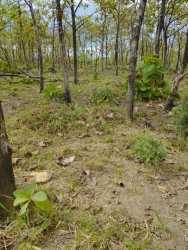 Nature view undeveloped large farmland with trees and access near Boquete Chiriquí