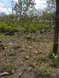 22.5 Hectare Land on Via Boquete Ideal Development