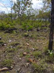 Land / Farm for Sale in Dolega - 0 bedrooms