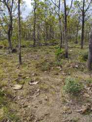 Raw land with natural vegetation suitable for housing or commercial projects in Dolega Panama